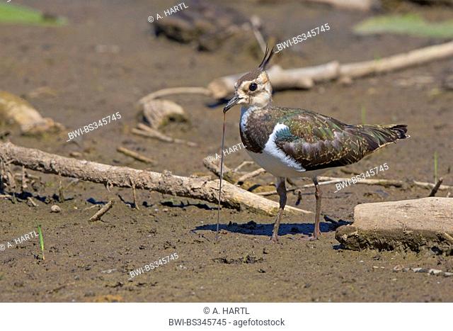 northern lapwing (Vanellus vanellus), pulling a worm out of the mud, Germany, Bavaria, Lake Chiemsee