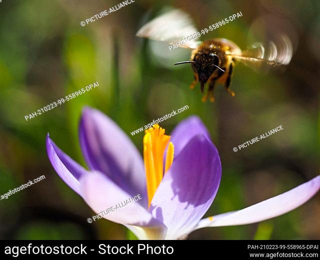23 February 2021, Brandenburg, Potsdam: A bee collects nectar from a flowering elf crocus in the listed Karl Foerster Garden beside the path