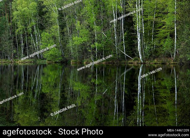 the forest on the bank of the pea pond is reflected in the water, spring, France, Lorraine, Département Moselle, Bitcherland, Regional Park Northern Vosges