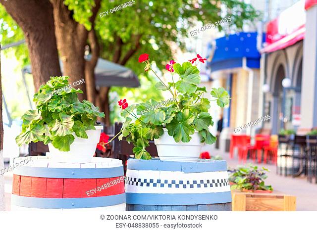 Street cafe flowers and herbs decor concept. Geranium flowers at the cafe. Sunny day. Shallow depth of field