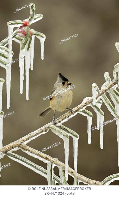 Black-crested Titmouse (Baeolophus bicolor), adult perched on icy branch of Christmas cholla (Cylindropuntia leptocaulis), Hill Country, Texas, USA