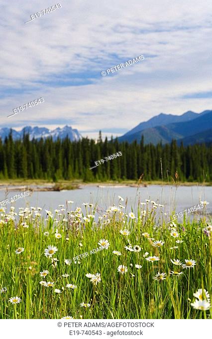 Wild Daisy's (Bellis perennis) & The Rockies, Kootenay National Park, British Colombia, Canada