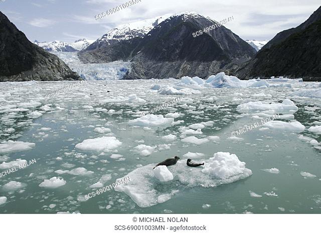 Two harbor seals Phoca vitulina reesting on ice calved from the Sawyer Glacier, a tidewater glacier at the end of Tracy Arm in Southeast Alaska, USA