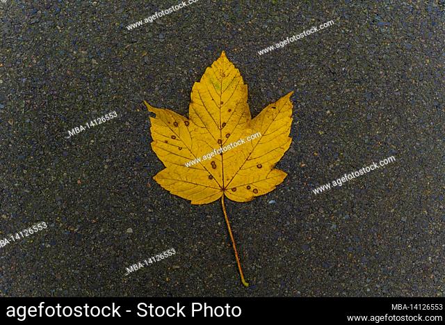 yellow discolored maple leaf in autumn, autumn leaves on street asphalt