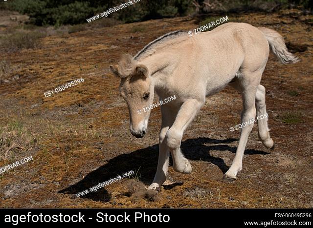 Cute young Norwegian Fjord horse foal outdoors on a sunny day