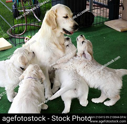 13 April 2021, Saxony, Leipzig: In the garden of breeder and animal trainer Bettina Krist, puppies play with their dog mother