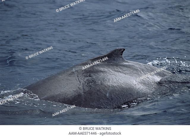 Humpback Whale (Megaptera novaeangliae) Vava'u, Kingdom of Tonga