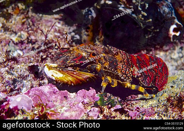 Little cape town lobster( Scyllarus arctus) devouring a Common Mussel (Mytilus galloprovincialis). Eastern Atlantic. Galicia. Spain. Europe