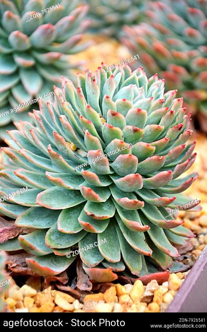 Cactus are succulent plants that can survive long periods of time without water in drought and arid habitats