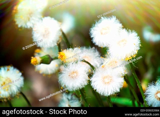 Mid-spring. The Coltsfoot (Tussilago) have bloomed and are beginning to bear seeds. Formation of fluffy bats