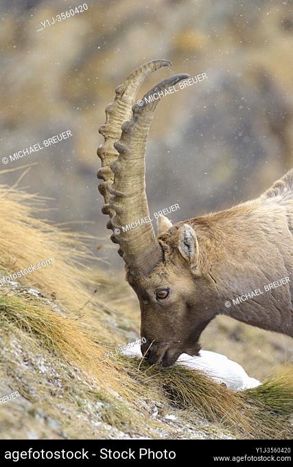 Alpine Ibex (Capra ibex), Male, Gran Paradiso National Park, Alps, Italy, Europe