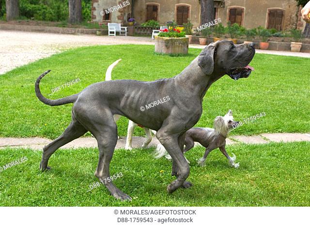 Great Dane or German Mastiff or Danish Hound, Canis lupus familiaris, Blue color and Chinese Crested Dog, France, Bas-Rhin, Thanville