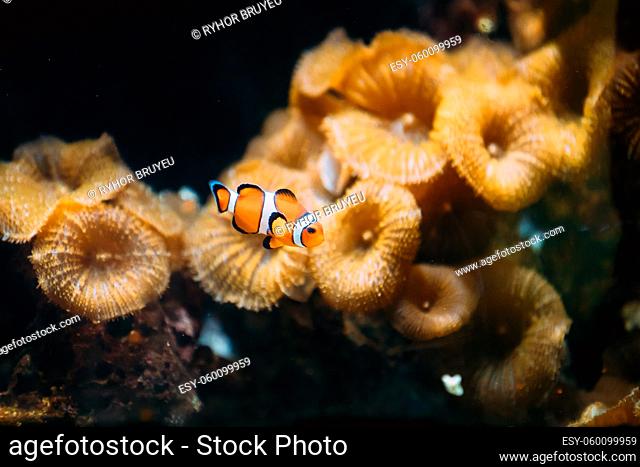 Orange Clownfish Or Amphiprion Percula Or Percula Clownfish And Clown Anemonefish Is A Popular Aquarium Fish