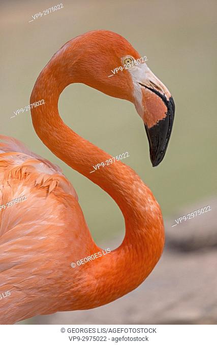 pink flamingo head and neck and round eye