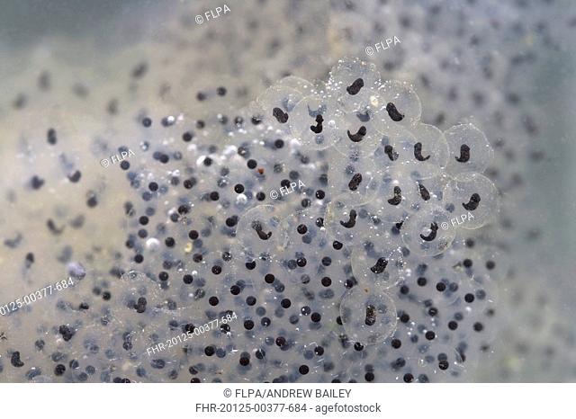 Common Frog Rana temporaria frogspawn, developing tadpoles and eggs, England, spring