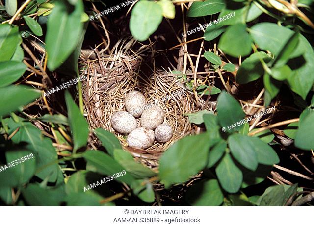 Parasitism: 4 Cowbird Eggs w/ 1 Host Egg in N. Cardinal Nest, Marion Co., Illinois