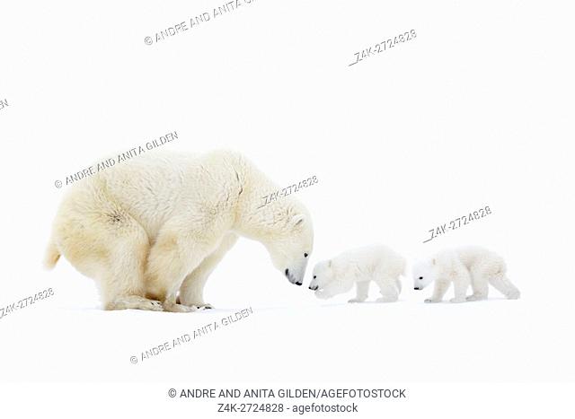 Polar bear mother (Ursus maritimus) standing on tundra with two new born cubs, Wapusk National Park, Manitoba, Canada