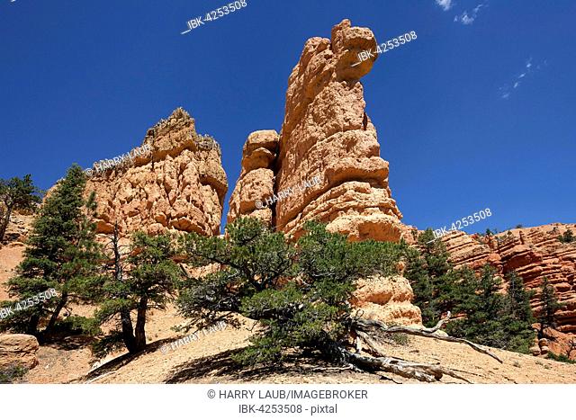 Rock formations created by erosion, pine (Pinus sp.) trees, Red Canyon, Utah, USA