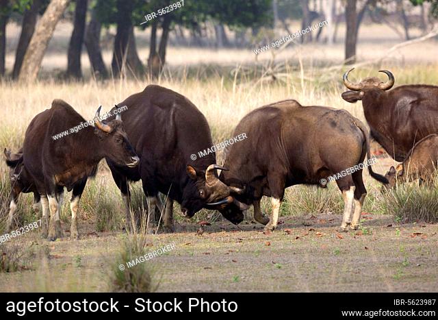 Gaur (Bos gaurus) two adult males, fighting in forest clearing, Kanha N. P. Madhya Pradesh, India, Asia