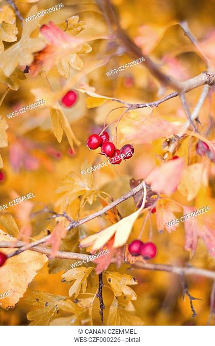 Whitethorn with red berries and autumn leaves