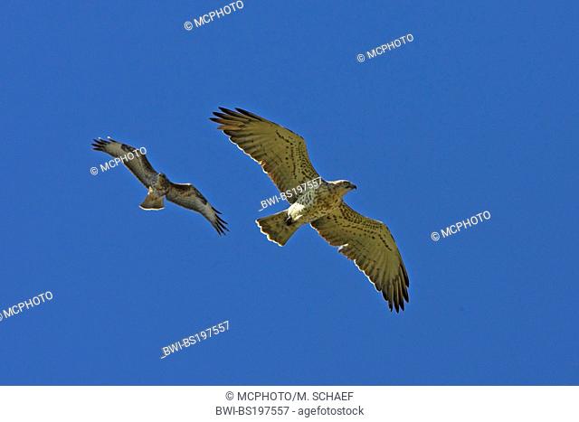 short-toed eagle (Circaetus gallicus), flying, Germany, Rhineland-Palatinate