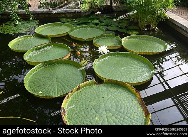 The largest water lily in the world, Santa Cruz Water Lily (Victoria cruziana), bloomed in the tropical pavilion of the Flora Olomouc Exhibition Centre, Olomouc
