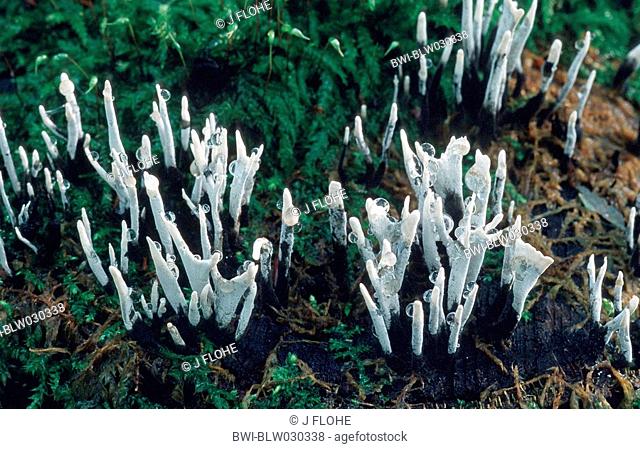 candlesnuff fungus Xylaria hypoxylon, fruiting bodies, Germany, Lower Rhine, Dormagen