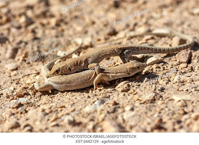 The Be'er Sheva fringe-fingered lizard (Acanthodactylus beershebensis) is a species of lizard in the family Lacertidae. It is a member of the subfamily...