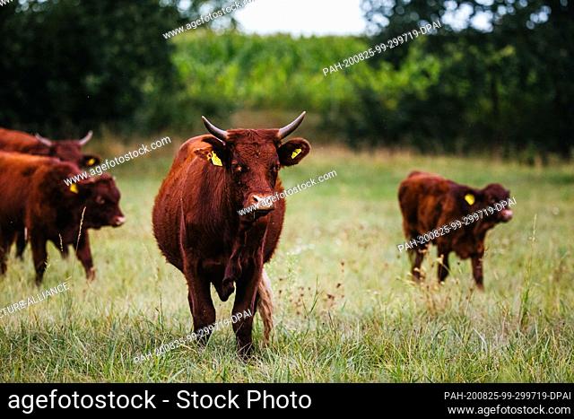 19 August 2020, Baden-Wuerttemberg, Kappel-Grafenhausen: A group of cattle is standing on a pasture. On the so-called ""wild pastures"" near Kappel-Grafenhausen