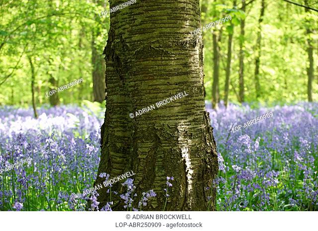 England, Buckinghamshire, Stokenchurch, A tree standing in a wood full of Bluebells