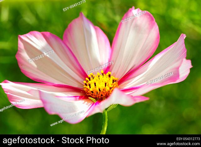Summer floral background. Selective focus at the flower. White cosmos flower isolated on green