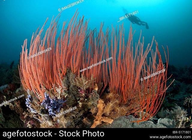 Red whip coral (Ellisella ceratophyta), red bush gorgonian and diver, Moluccas, Pacific Ocean, Indonesia, Asia