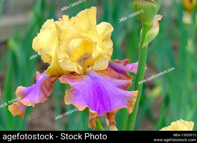 Tall bearded iris (Iris barbata-elatior), cultivar Escape the Ordinary