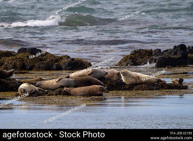 Seal animal common Stock Photos and Images | agefotostock