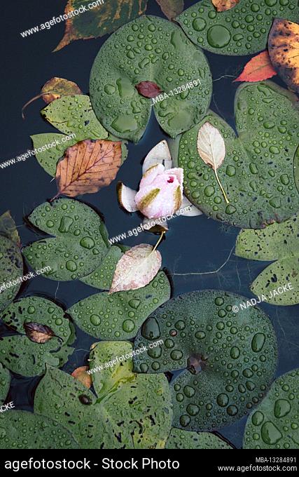 Water, pond roses, leaves, flowers, detail