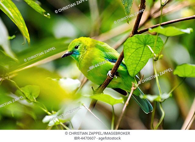 Blue-winged leafbird (Chloropsis cochinchinensis), female perched on branch, camouflaged amongst leaves, Kaeng Krachan National Park, Thailand