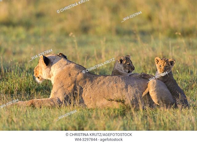 African Lion (Panthera leo) female with cubs, Maasai Mara National Reserve, Kenya, Africa