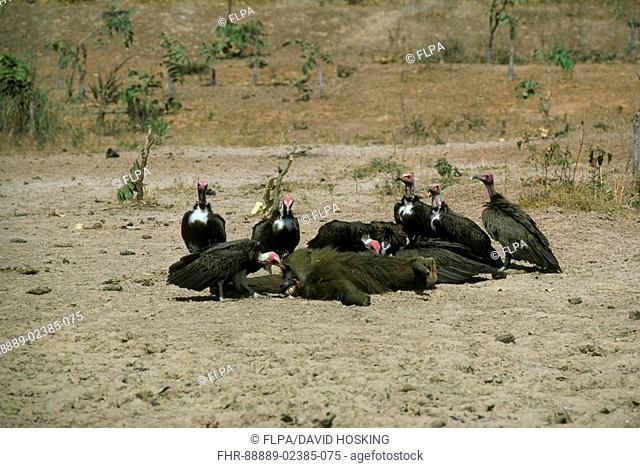 Hooded Vultures Necrosyrtes monachus at Olive baboon carcase