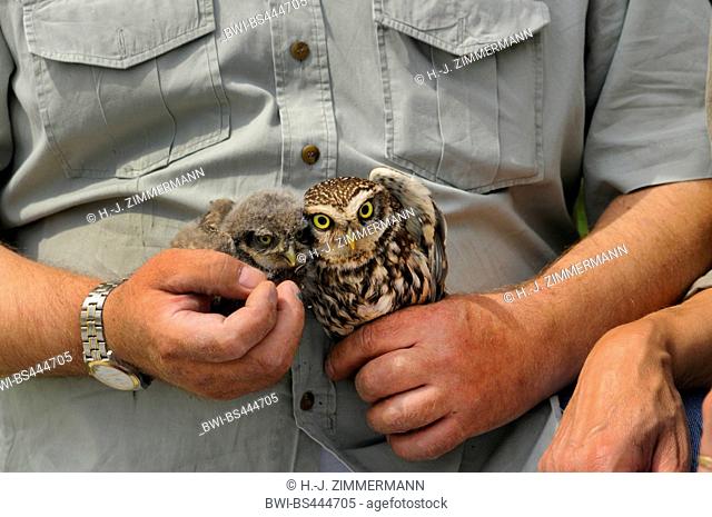 little owl (Athene noctua), young bird and adult bird being held in the hand, Germany, Rhineland-Palatinate