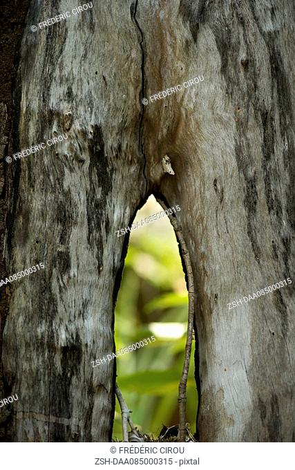 Close-up of mangrove trunk