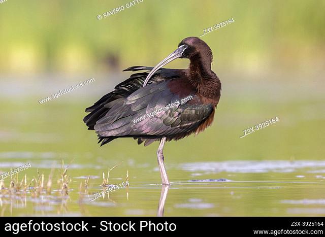 Glossy Ibis (Plegadis falcinellus), side view of an adult preening its feathers, Campania, Italy