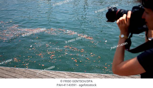 A photographer takes pictures of trash swimming in the water at Moll de la Fusta ahead of the Marathon Open Water event of the 15th FINA Swimming World...