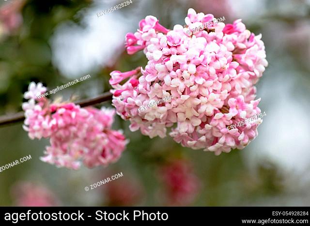 Blütenstand mit offenen Blüten des Winterschneeballs - Bodnant Viburnum