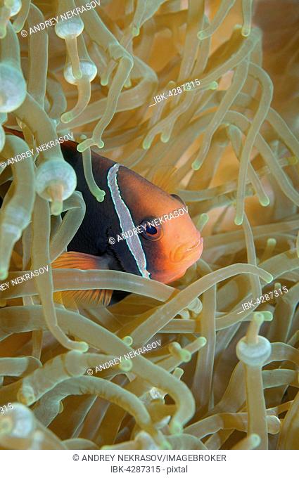 Cinnamon clownfish, red and black anemonefish, black-backed anemonefish or dusky anemonefish (Amphiprion melanopus), South China Sea, Pulau Redang Island