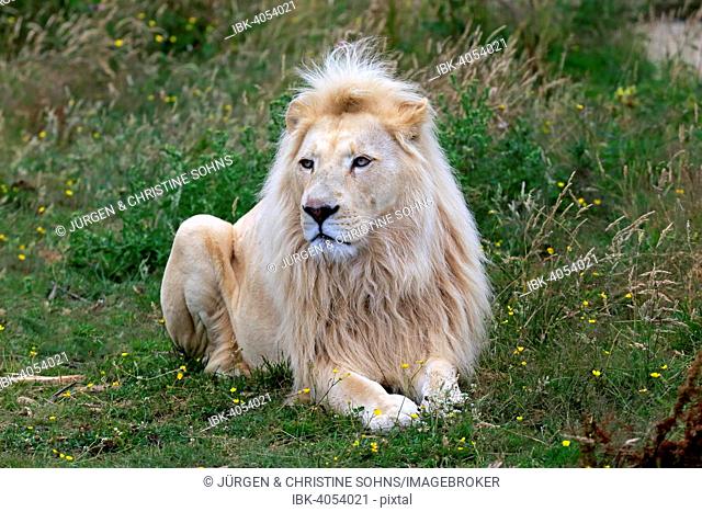 Lion (Panthera leo), adult male, white lion, colour mutation, native to Africa, captive, England, United Kingdom