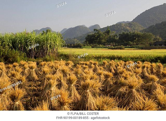 Rice (Oryza sativa) crop, straw in stooks for drying, Guilin, Guangxi Zhuang Autonomous Region, China, October