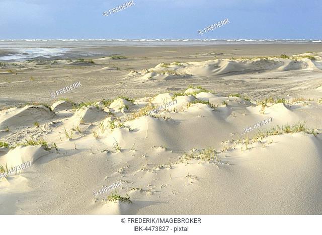 Foredunes with sand drifts, stormy sea at bavk, Sankt Peter-Ording, Schleswig-Holstein Wadden Sea National Park, North Frisia, Schleswig-Holstein, Germany