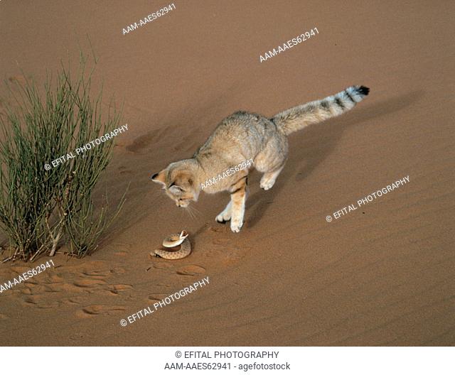 Sand Cat evading bite from common sand viper (Felis margarita) Sahara Niger Tenere