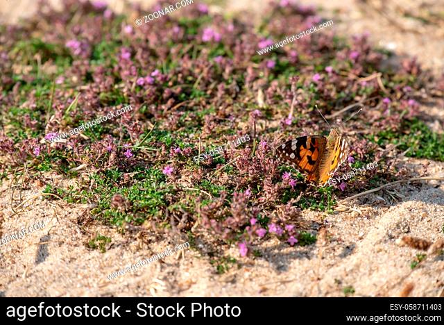 Schmetterling sitzt im Heidekraut