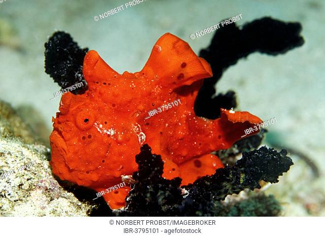 Painted Frogfish (Antennarius pictus), UNESCO World Heritage Site, Great Barrier Reef, Australia, Pacific Ocean